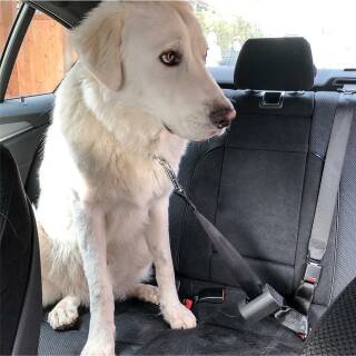 Hunde-Auto-Sicherheitsgurt, Hunde-Auto-Sicherheitsgurt, Auto